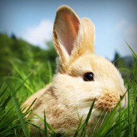 /album/apswagytlu/photolia-a03-jpg/